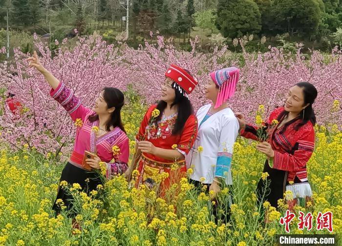 游客|广西桂林挑花李花油菜花争春引客来