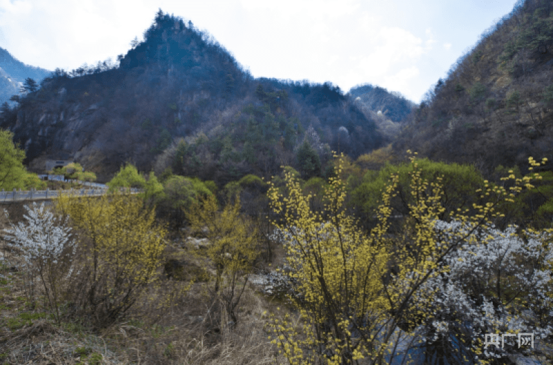 非法|栾川天河大峡谷 人间三月天 茱萸花正艳