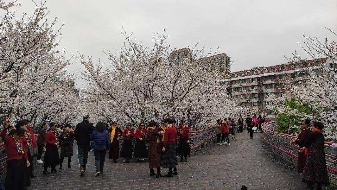 雅各布思|被一夜风雨锤炼后的樱花公园，周末人流量爆满！