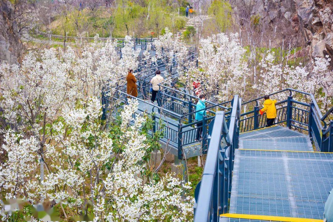 美丽徐州樱之谷花中行
