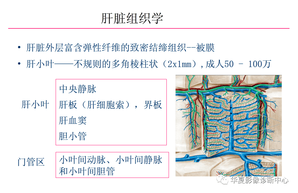 解剖|肝脏影像学与系统解剖