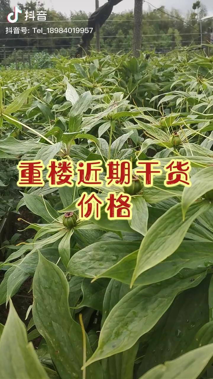 药材种植重楼独角莲七叶一枝花滇重楼重楼近期干货价格抖音原创者联盟