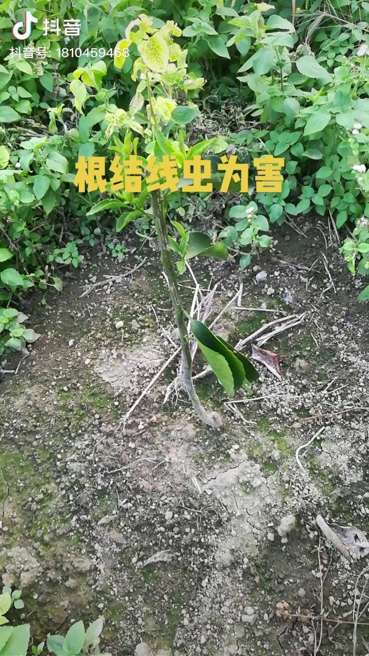 根结线虫为害柑橘种植