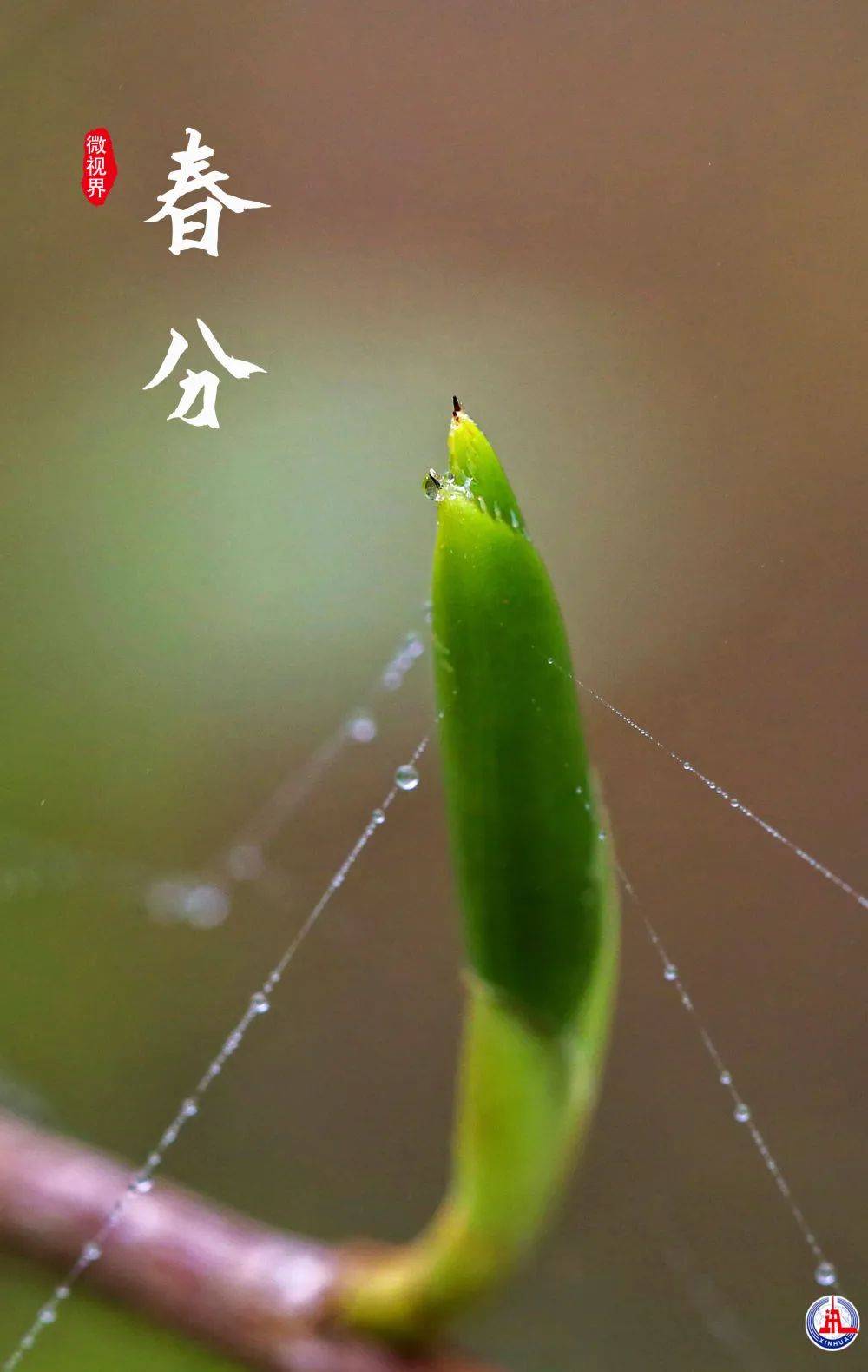 油菜花|春分时节，小可爱们又出动了！