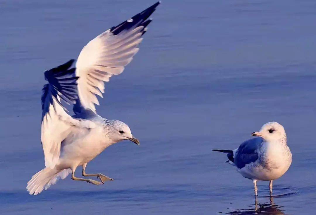 候鸟回归江滩湖畔报春一