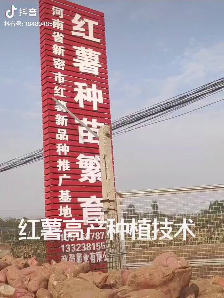 红薯种植 洛薯13原种红薯苗,有喜欢的联系我红薯红薯苗