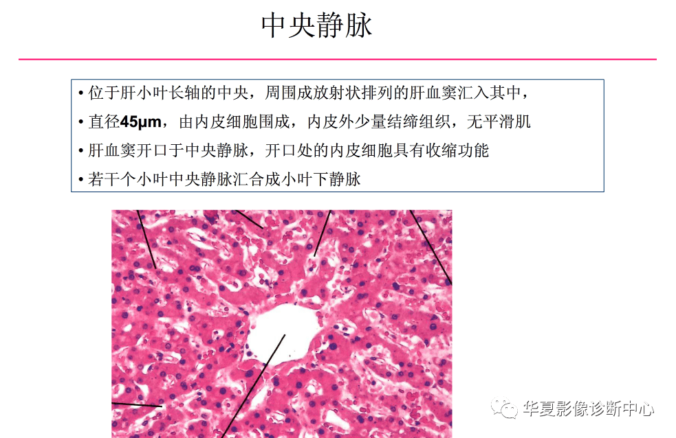 解剖|肝脏影像学与系统解剖