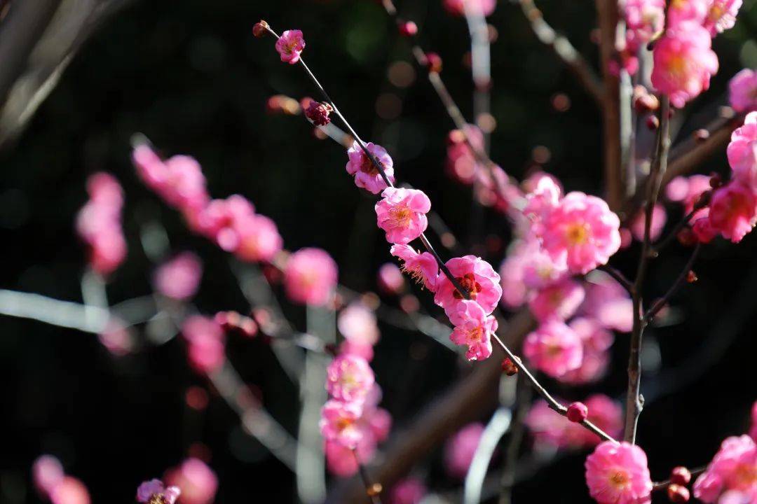 颐和园|春分花烂漫！北京市属公园这份赏花攻略请收好