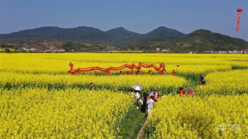 冯志华|漫步春光里 遇见“莲小花”体验“微旅游＂