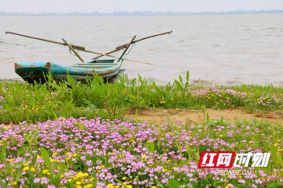 春风|赫山区欧江岔：春风满湖 来仪湖湿地公园十里花开