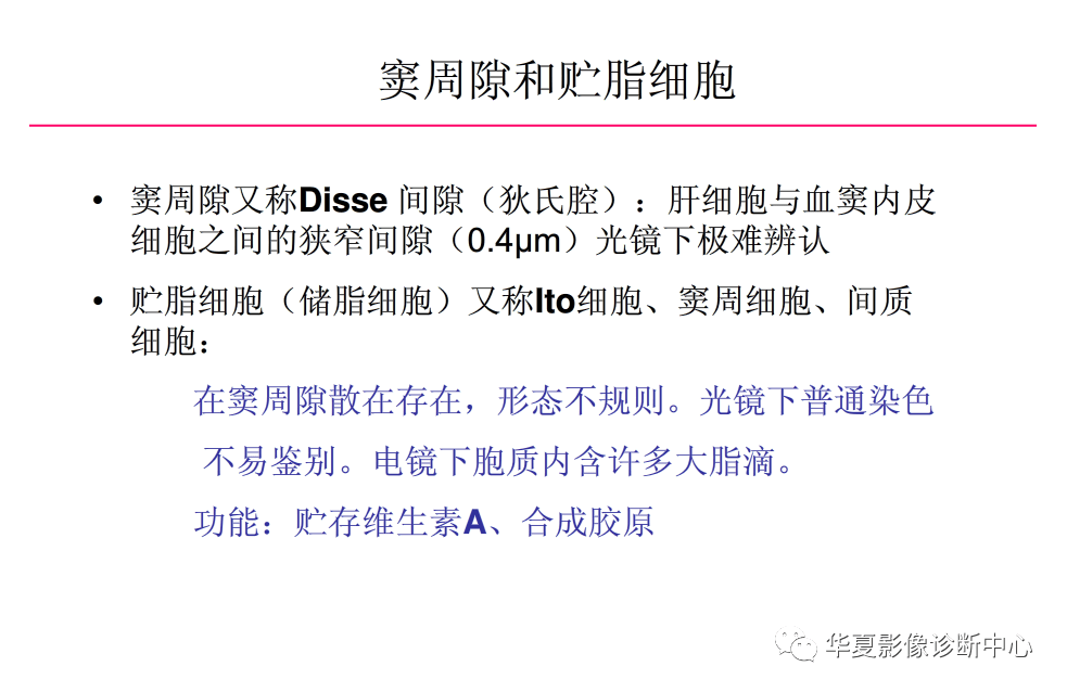 解剖|肝脏影像学与系统解剖