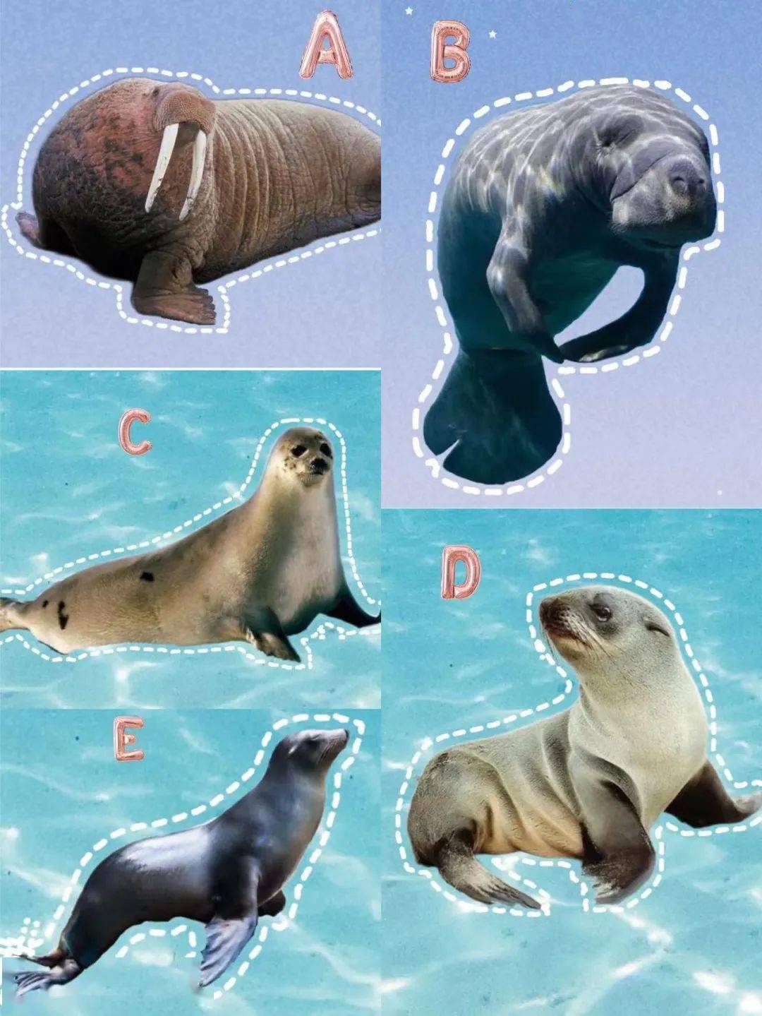 海豹、海狮、海象、海狗、海牛傻傻分不清楚，看这里快速帮你扫除脸盲！_seals_Phoca_动物
