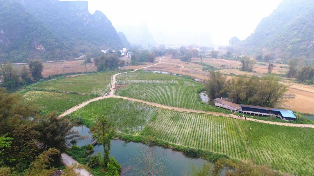 雷平镇:旱改水田种茭白 盘活资源促振兴_种植_大新县_土地