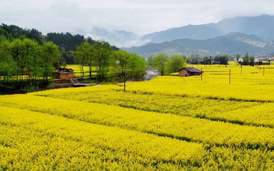 宅家览春光遇见汉中最美花海