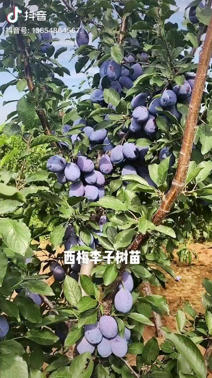 西梅李子产量高脆甜可口离核品种西梅李子苗果树苗
