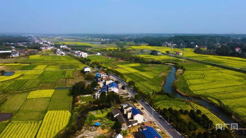 油菜花|湖南宁乡3000亩油菜花连成十里画廊