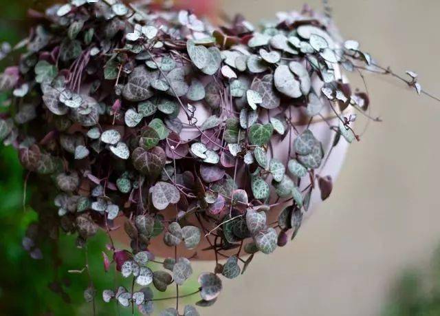 这种多肉也可以长成瀑布 美翻整个家 繁殖 植物 块茎