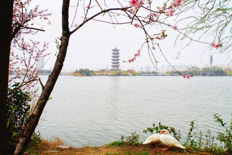 小城|【家乡的风景】河南柘城：小城三月春意浓 花红柳绿“醉”动人