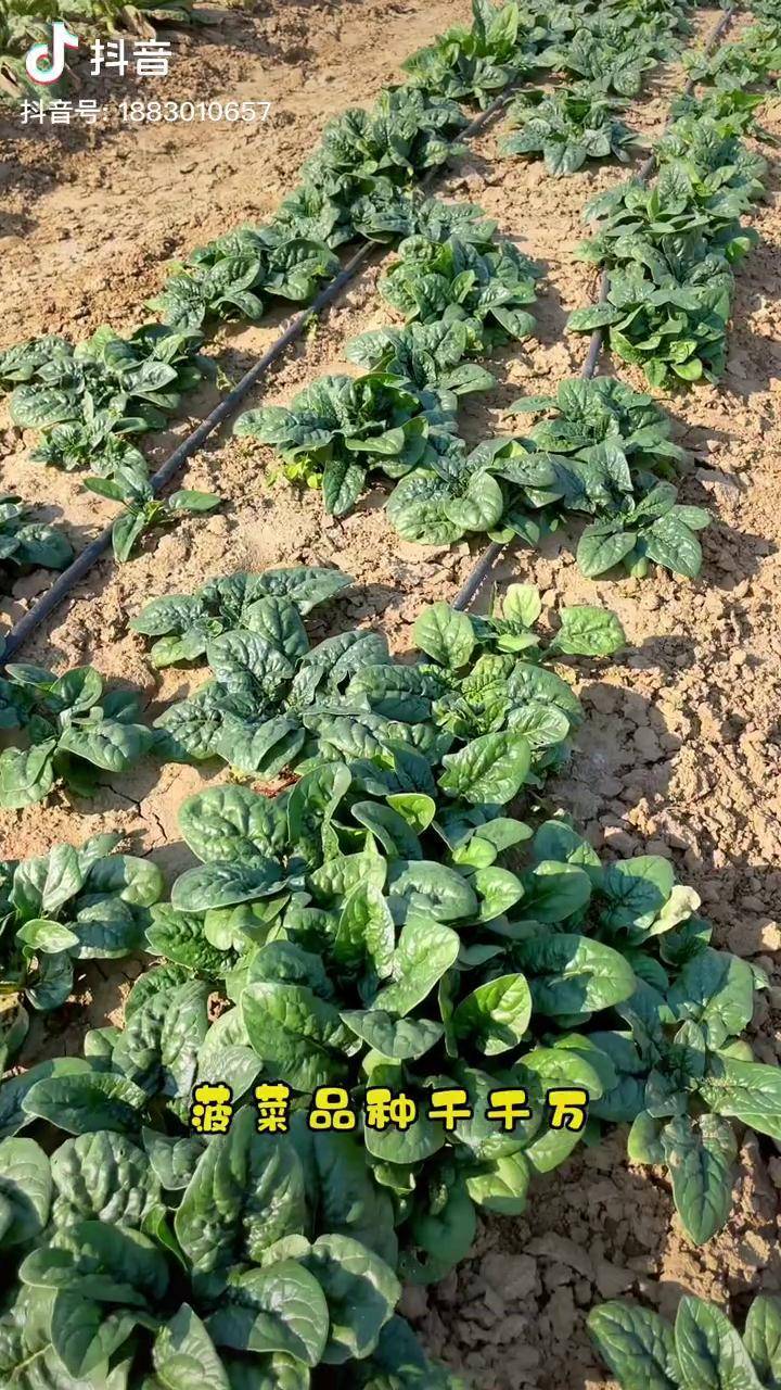 农家小叶趴地菠菜能耐零下25度的低温种上它整个冬天就不愁没有新鲜