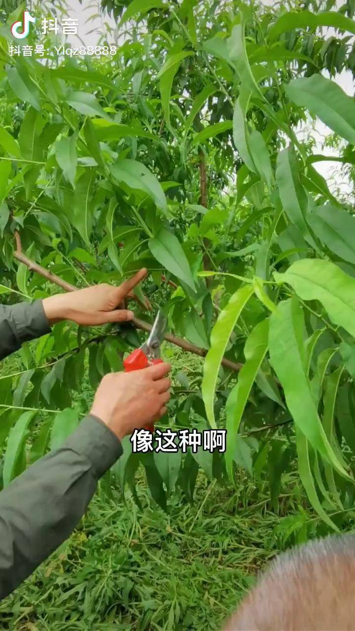 桃樹夏季修剪要點三農農業種植農業果樹修剪桃樹