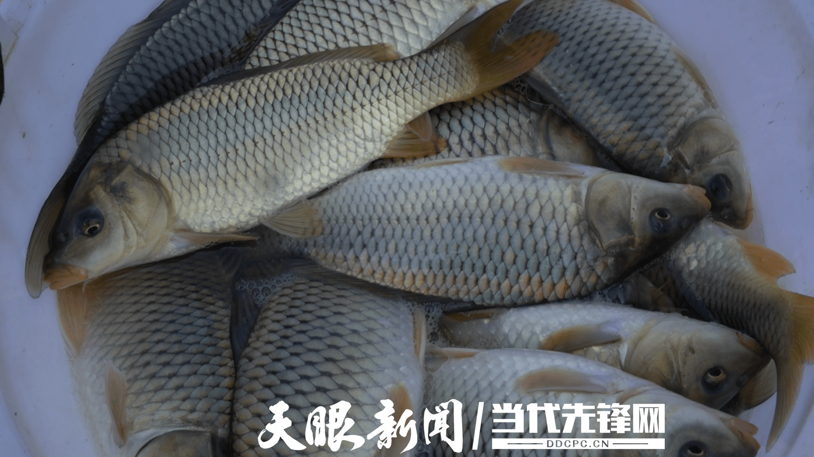 黄平旧州出了位养鱼大王用手机养鱼一年卖60万