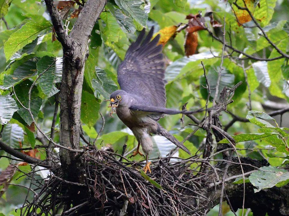 30滑动查看更多31普通鵟32红头咬鹃33白腿小隼34红隼35红脚隼36灰背隼