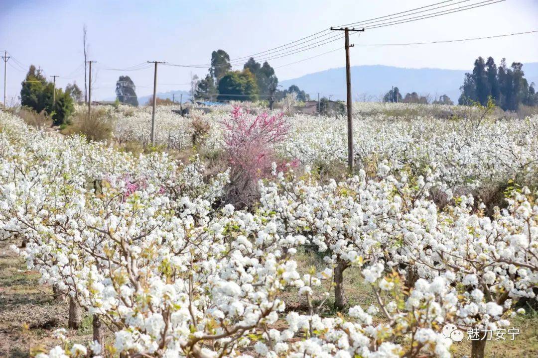 到达|在阳春三月里邂逅梨花盛开