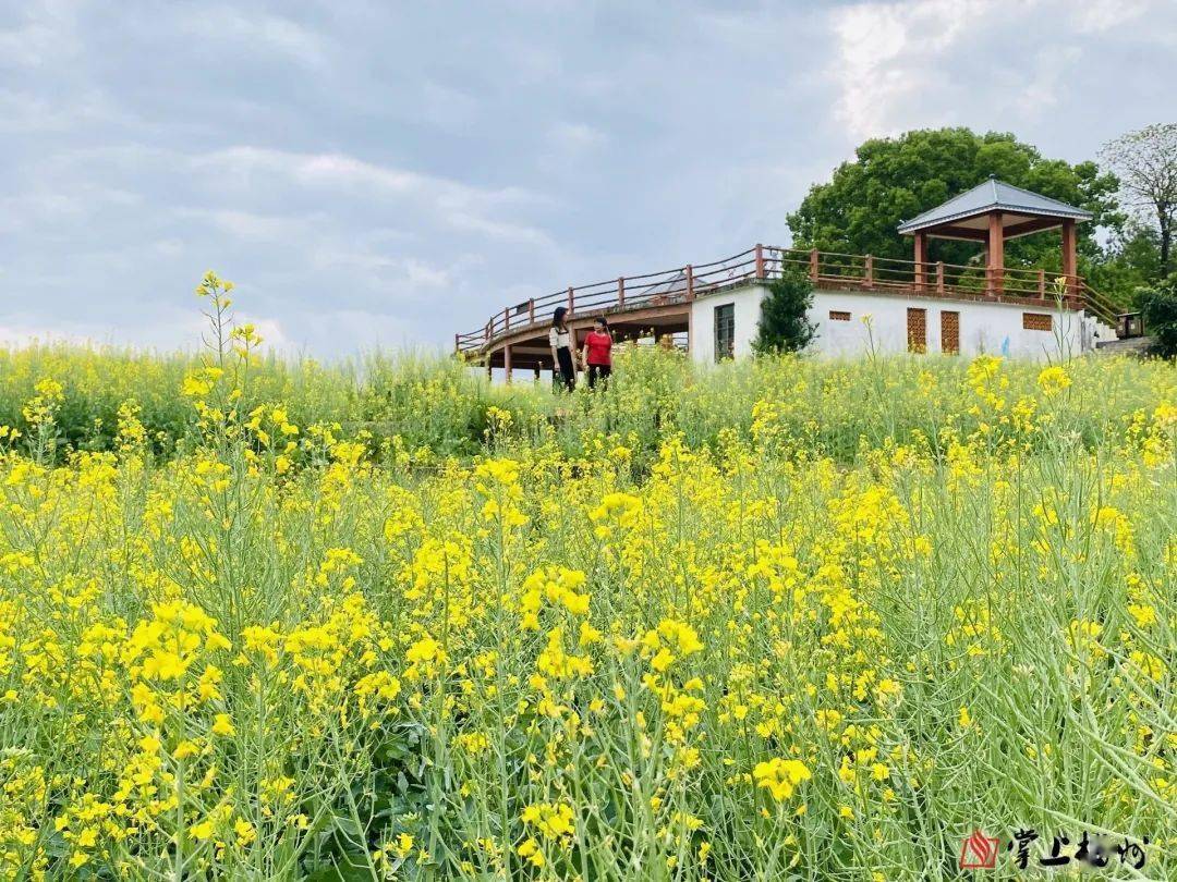 美出圈大埔这里的油菜花海藏不住了