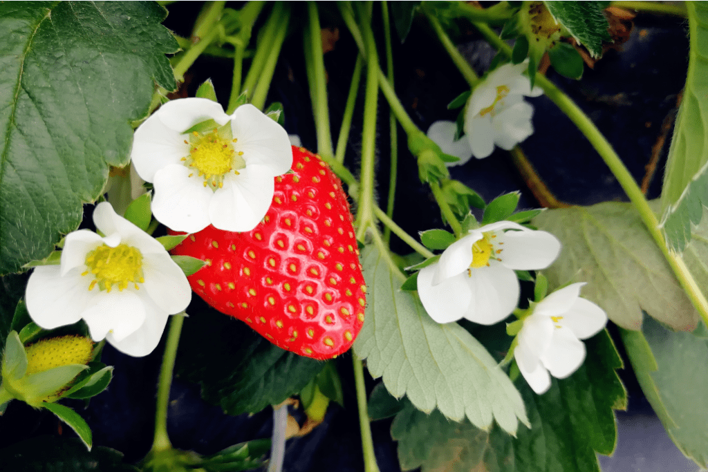 白水莓好春天如约而至