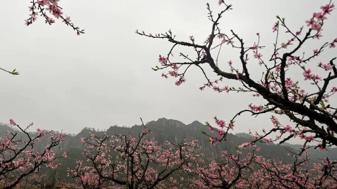 十里铁甲龙"的美景,后岸桃花节也成为天台旅游一张靓丽的名片