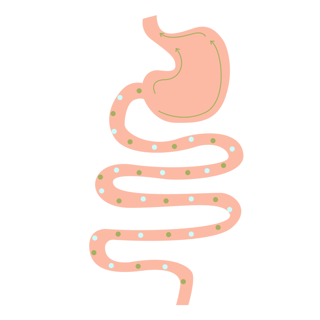 检查_小肠_肠绒毛