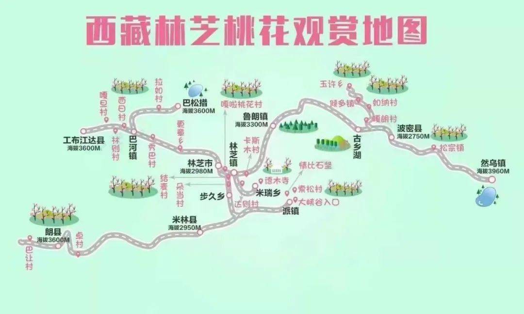 索松村_波密_开花