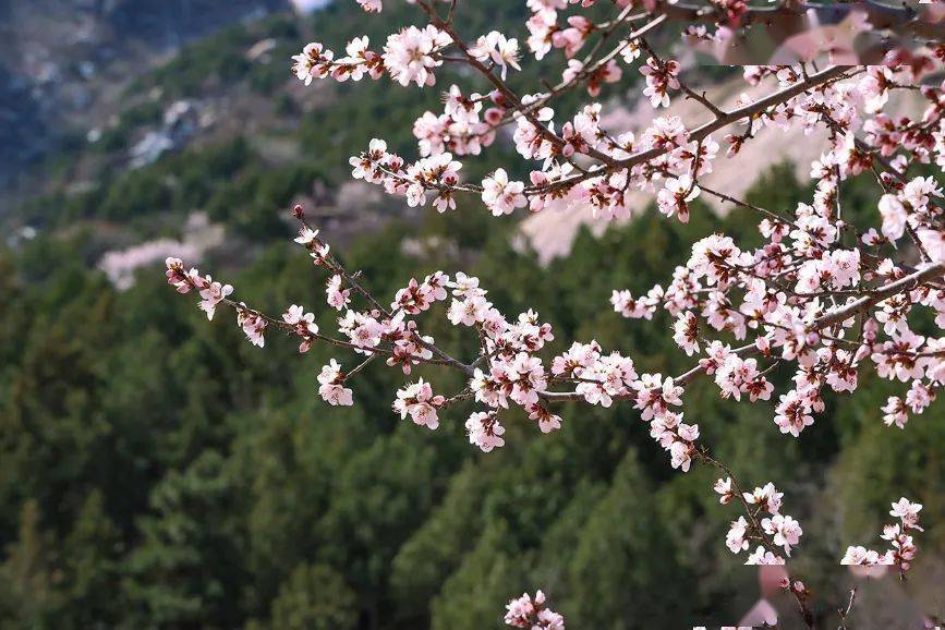 昌平这个地方桃花朵朵开万朵桃花美不胜收