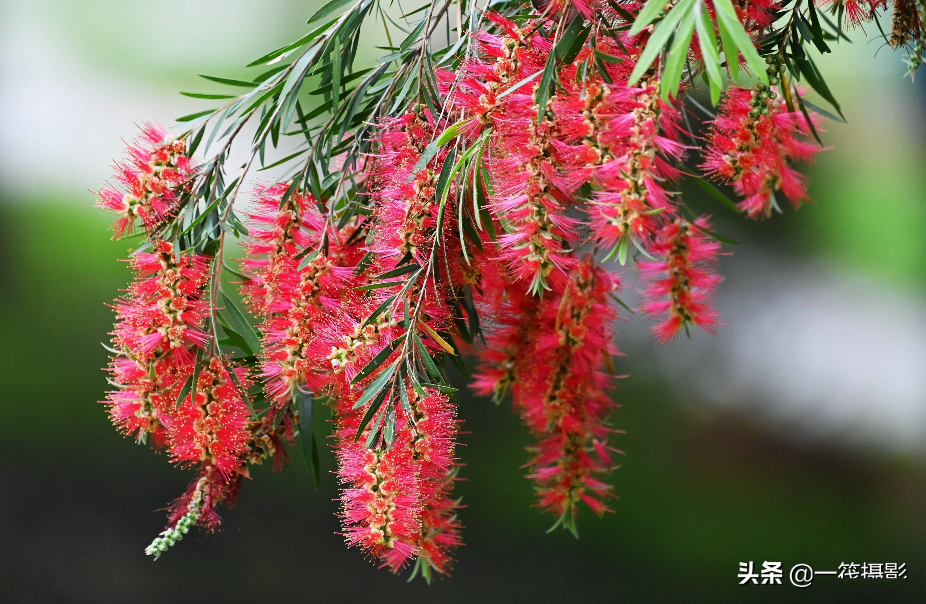 美花欣赏——串钱柳,又名垂枝红千层