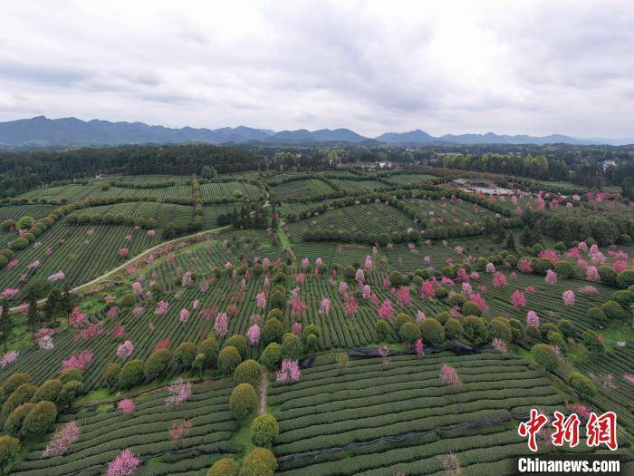 永安镇|航拍贵州凤冈茶海春日美景