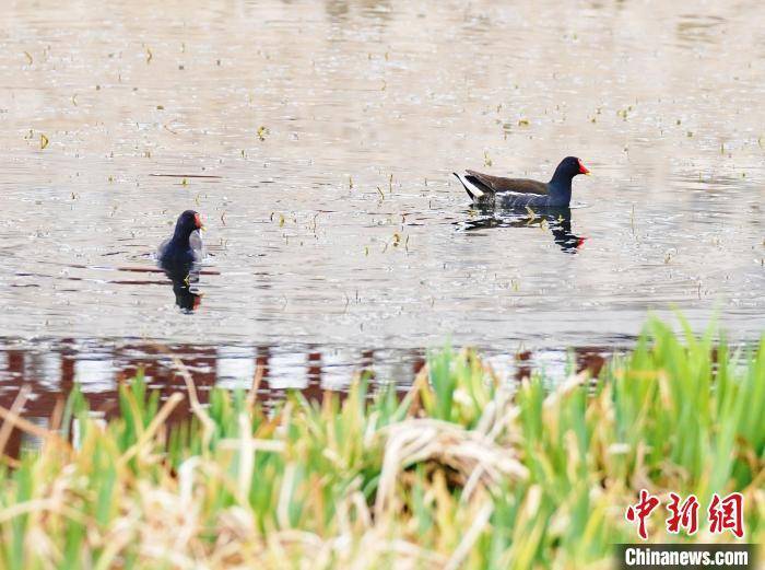 河北邢臺牛尾河治理記:昔日