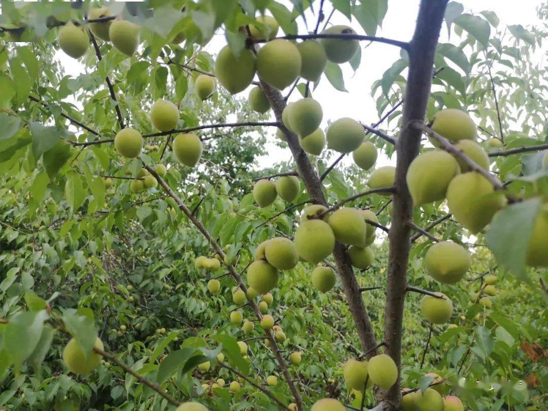 今年,普宁青梅"物以稀为贵"_高埔镇_即将进入_梅子