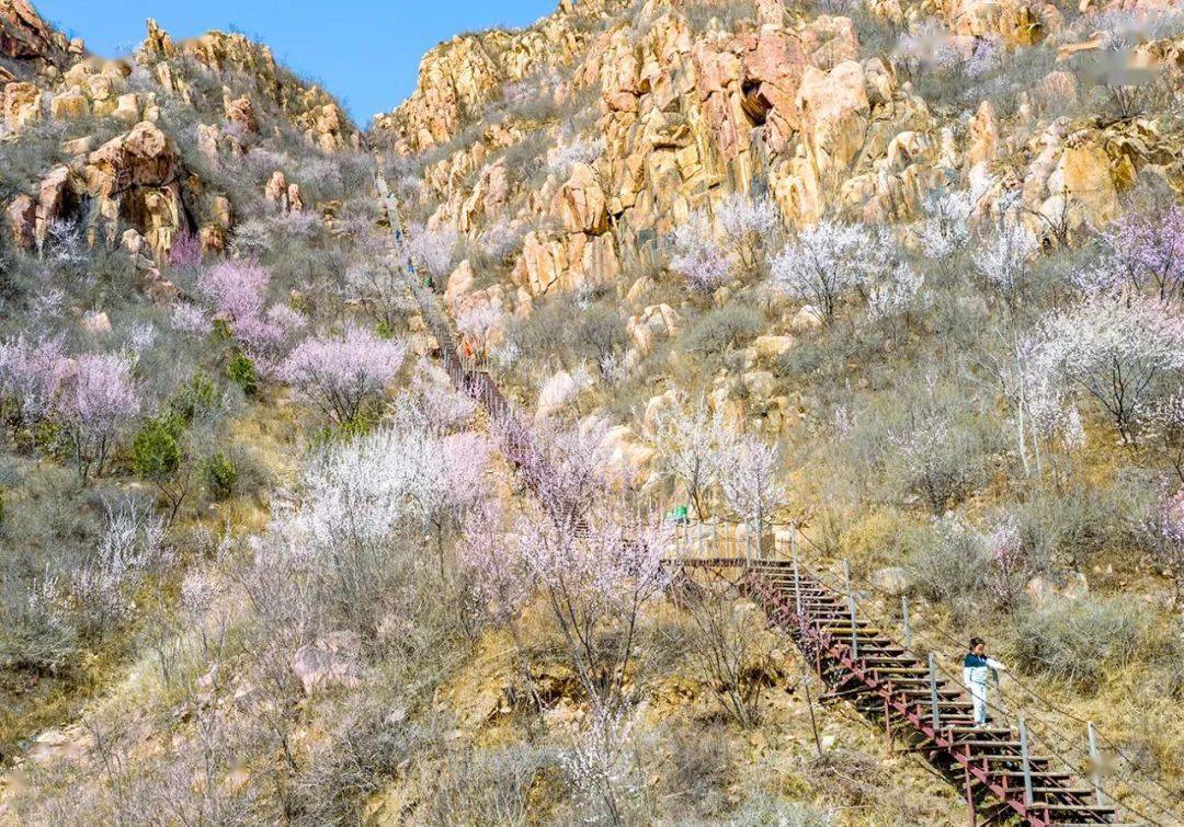 昌平这个地方桃花朵朵开万朵桃花美不胜收