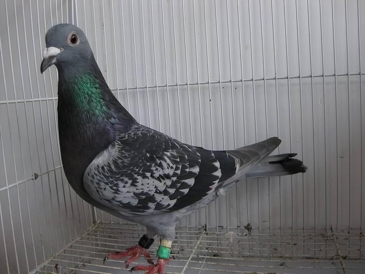 天落鸟要配对,需要注意哪一些问题?_鸽子_羽色_信息