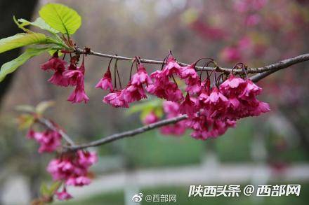 西安青龙寺樱花盛放 市民游客迫不及待打开拍照