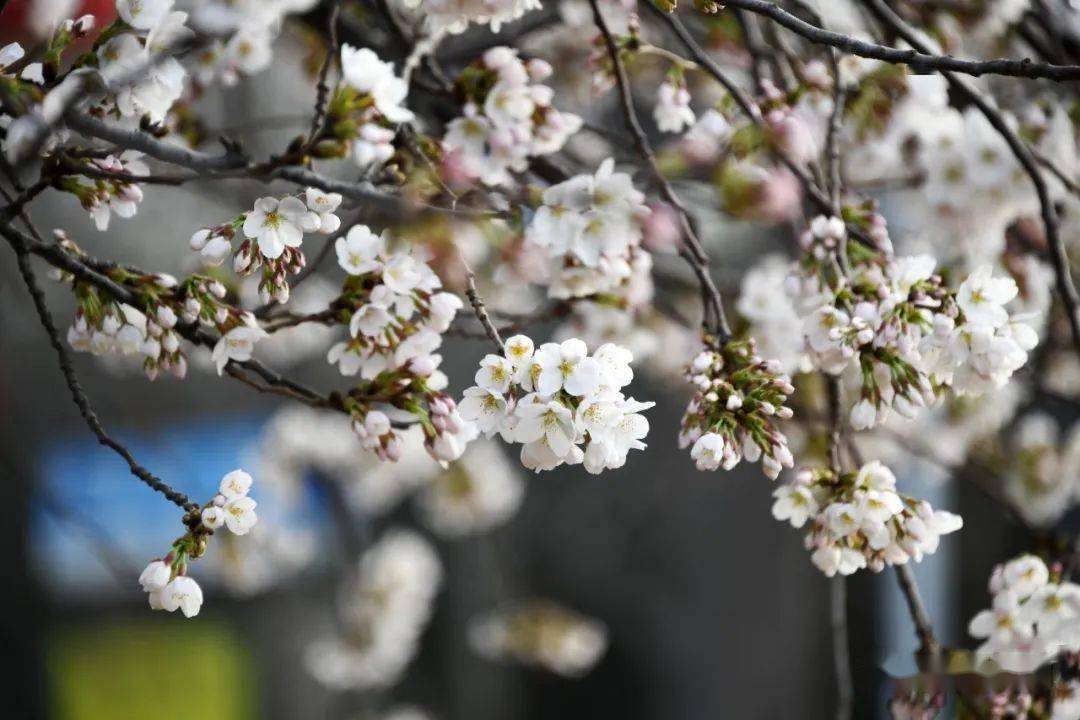 鶴壁櫻花花期表,觀賞地點來了!(附全市賞花攻略)_遊園_交叉口_山城區