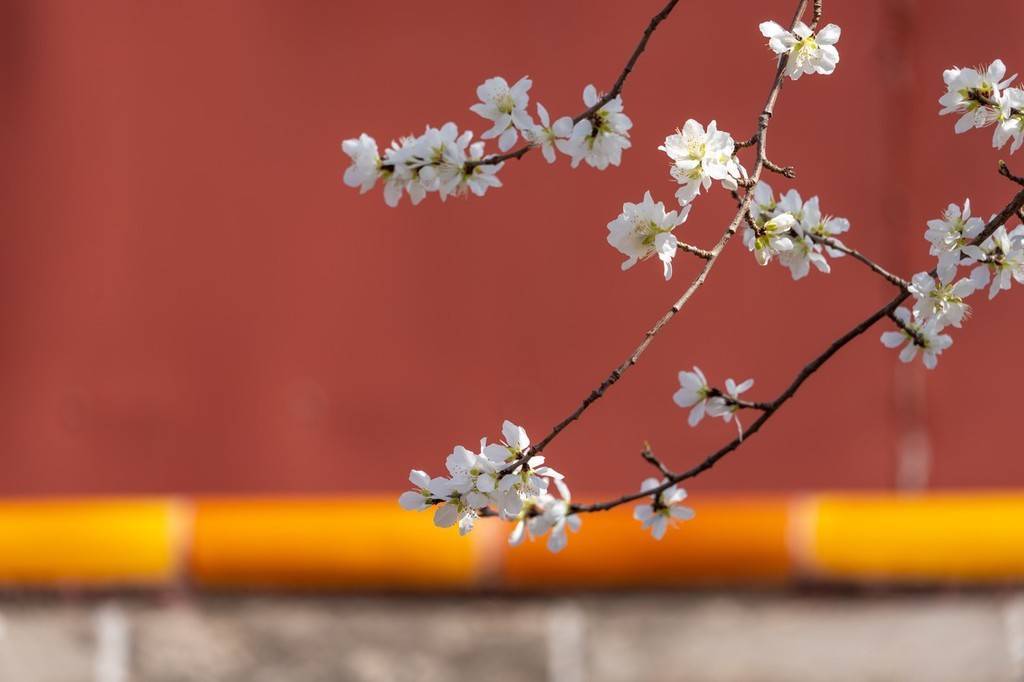 梨花|忽如一夜春风来 春日故宫满树梨花盛开景色迷人