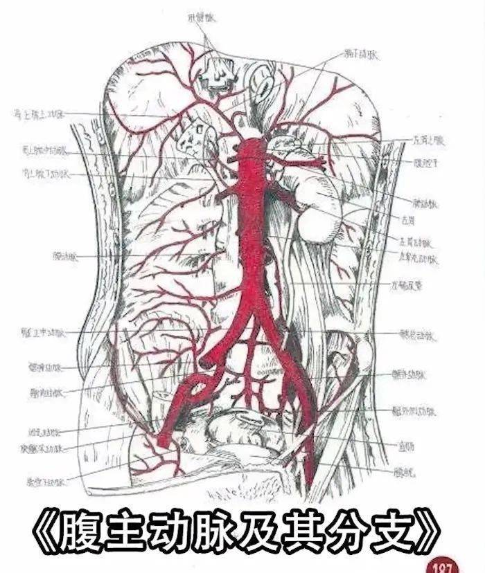 王者灵魂画手！医学生手绘人体解剖图，火爆全网：又美又惊悚