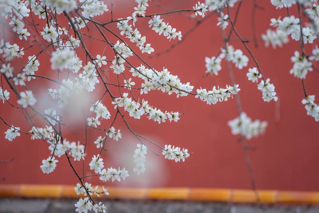 梨花|忽如一夜春风来 春日故宫满树梨花盛开景色迷人