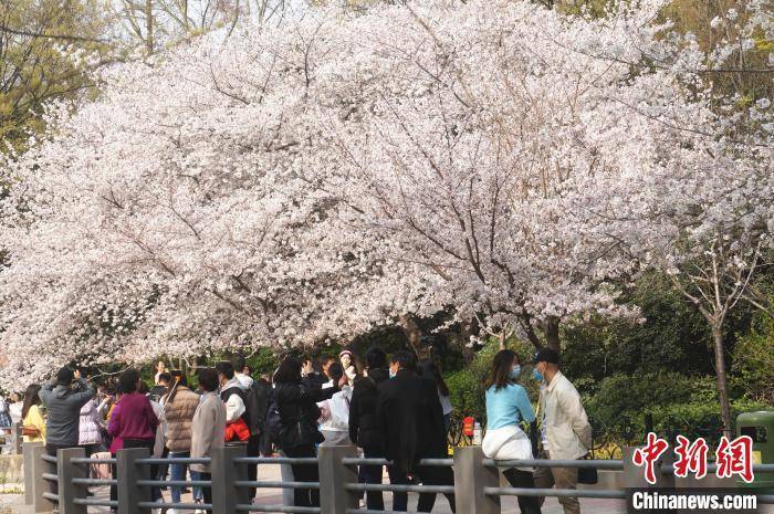 市民|郑州：樱花盛开市民赏樱踏春