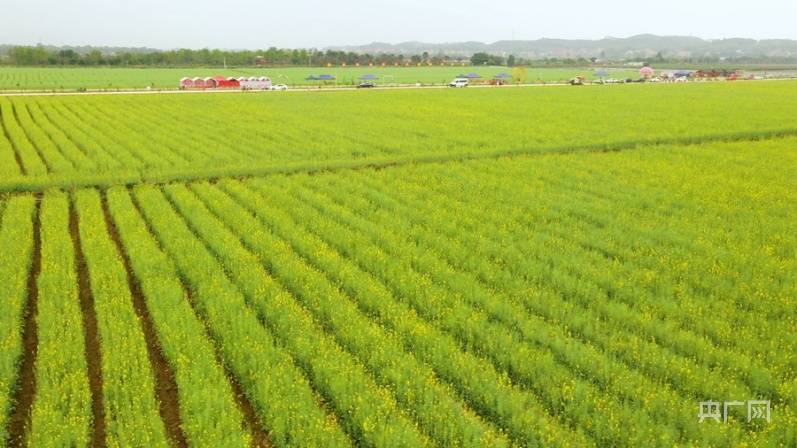 闲置地|【组图】万亩稻田“变身记”：从闲置地到网红花海