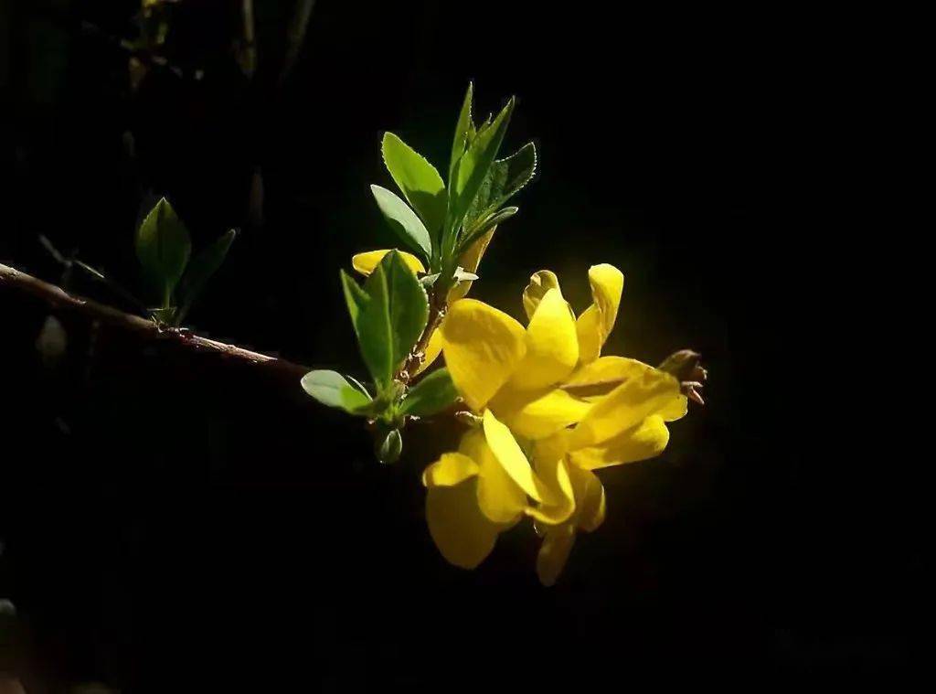 柴金兰 儿时那园艺生活 摄影 果园 杏花