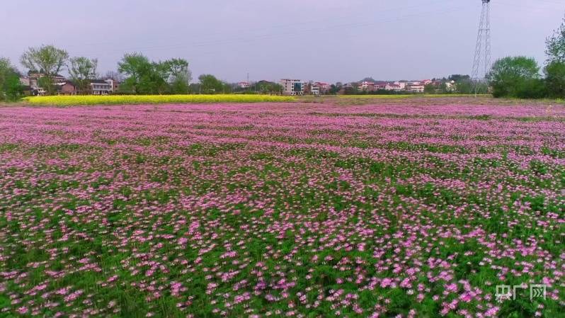 邂逅春天|湖南邵东:6000余亩紫云英扮靓乡村_欧峰_曾超众_周官桥乡