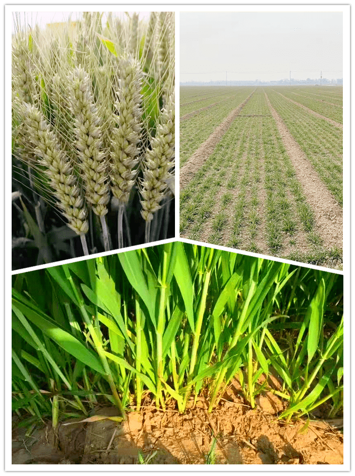 周麦18小麦品种简介图片