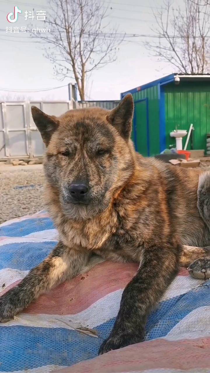 中华田园犬保育基地虎斑犬老虎打盹